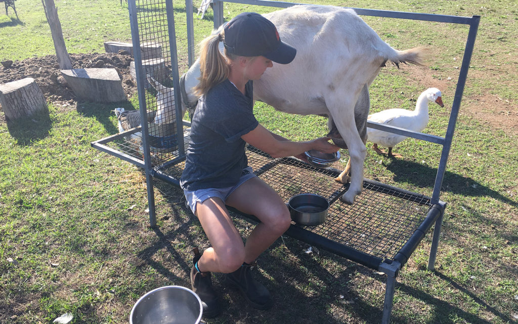 Milking Snow, the goat