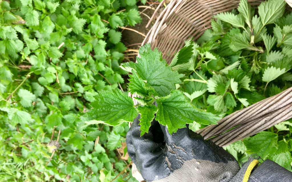 BFwildfood